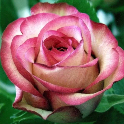 Саженцы роз КАРУСЕЛЬ чайно-гибридная в Москве