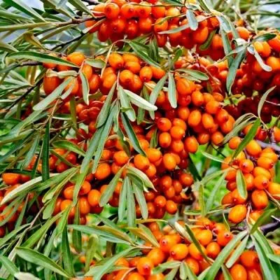 Саженцы облепихи оптом  Саженцы облепихи оптом в Москве