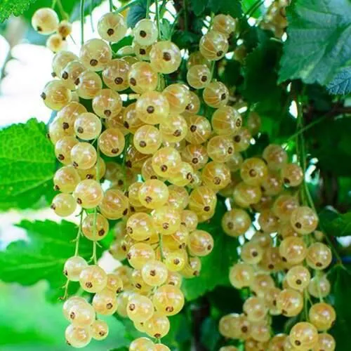 Смородина белая БАЯНА Смородина белая БАЯНА