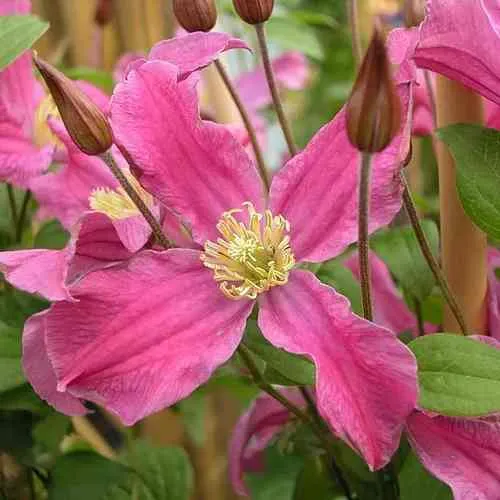 Клематис ИНСПИРЕЙШН ЗОЙН  Клематис ИНСПИРЕЙШН ЗОЙН в Москве