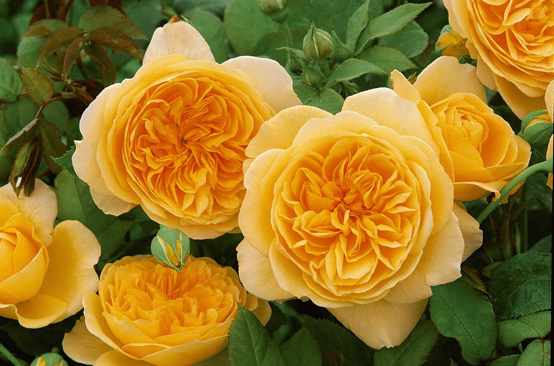 В поисках идеала                            В поисках идеала