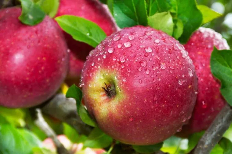 Новинки саженцев яблони: уже в продаже! Новинки саженцев яблони: уже в продаже!