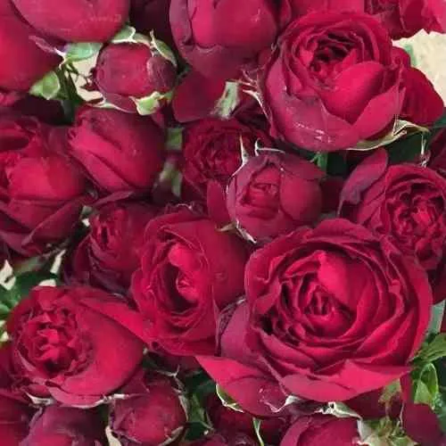 Саженцы роз РЕД БАБЛС спрей в Москве