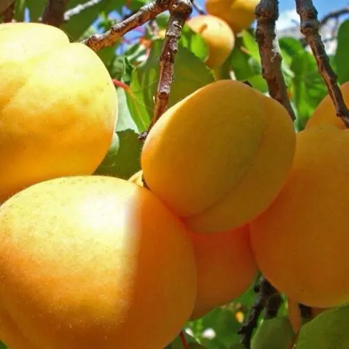 Абрикос ПАМЯТЬ ЛОЙКО в Москве