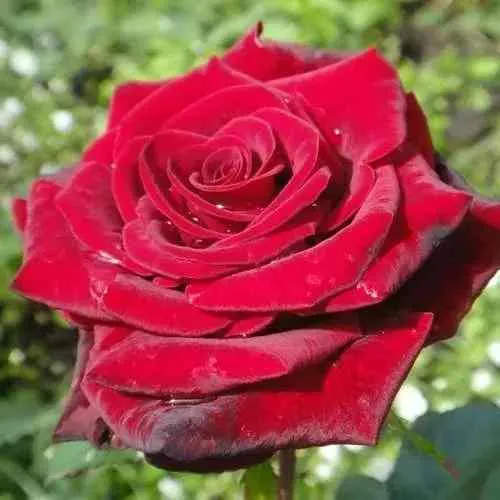 Саженцы роз ГРАНД ГАЛА чайно-гибридная в Москве