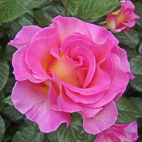 Саженцы роз ПИНК ПАРАДАЙЗ чайно-гибридная в Москве