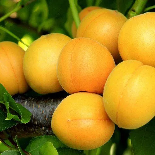 Абрикос ЦАРСКИЙ в Москве