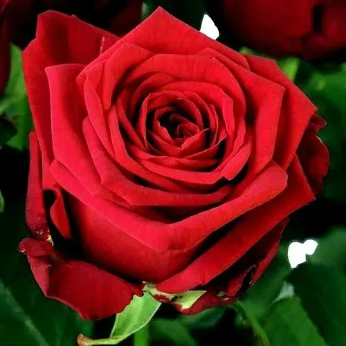 Саженцы роз РЕД НАОМИ чайно-гибридная в Москве