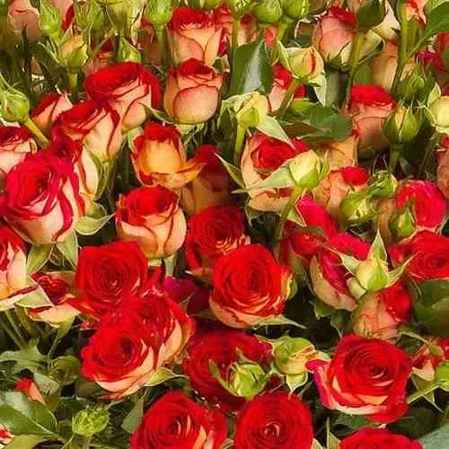 Саженцы роз РУБИЭЛЛА спрей в Москве