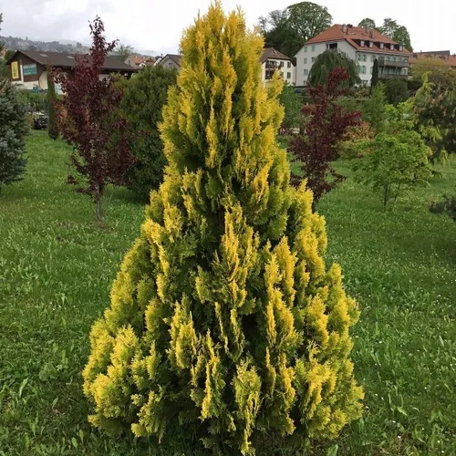 Туя ЕЛЛОУ РИББОН западная в Москве