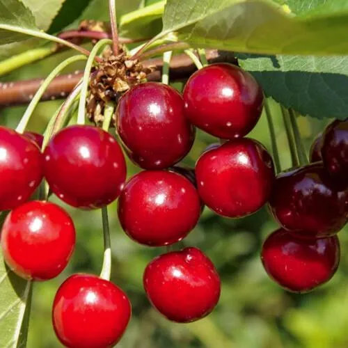 Вишня ЛЮБСКАЯ в Москве