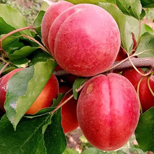 Абрикос РУБИСТА в Москве