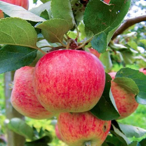 Яблоня ПИРОС  Яблоня ПИРОС в Москве