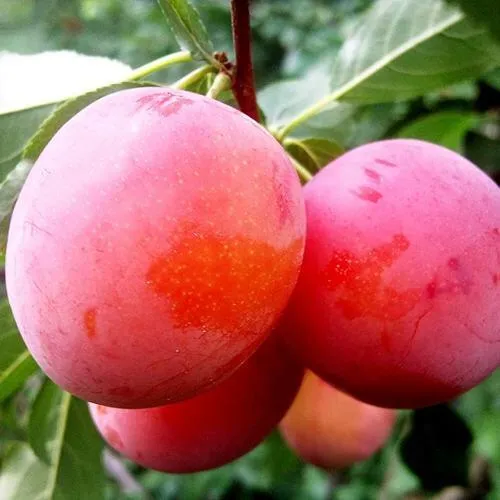 Слива КОМЕТА в Москве