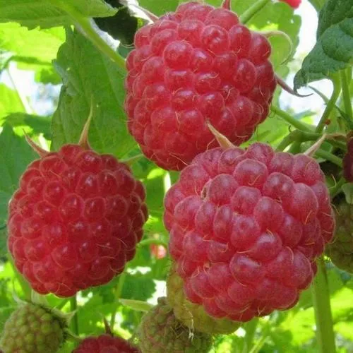 Малина НОВОСТЬ КУЗЬМИНА  в Москве