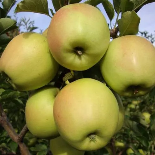 Яблоня СКИФСКОЕ ЗОЛОТО  Яблоня СКИФСКОЕ ЗОЛОТО в Москве