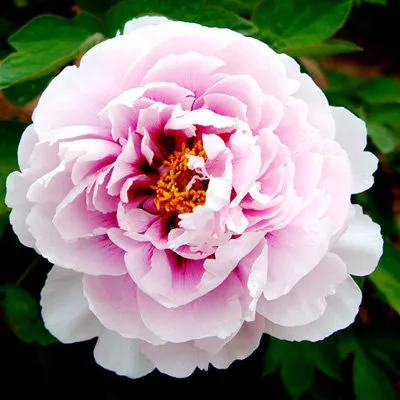 Пион ПЕРСИК ПОД СНЕГОМ древовидный  Пион ПЕРСИК ПОД СНЕГОМ древовидный в Москве