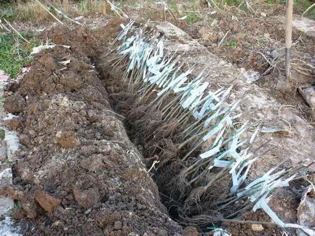 Как хранить саженцы?