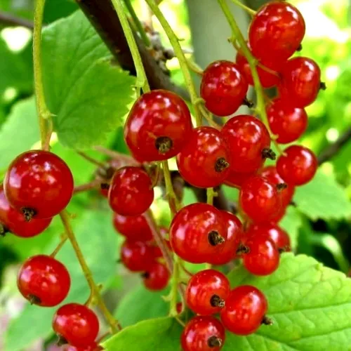 Смородина красная КОРАЛЛОВАЯ  Смородина красная КОРАЛЛОВАЯ в Москве