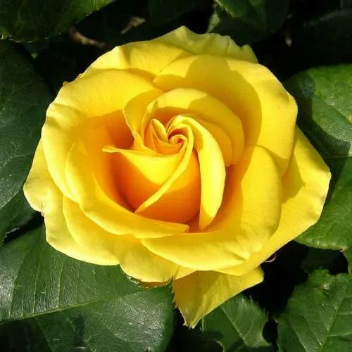 Саженцы роз ПАПИЛОН чайно-гибридная в Москве