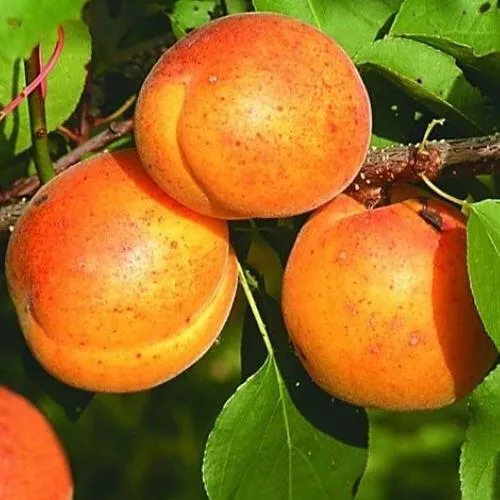 Абрикос СПАДЧЫНА в Москве