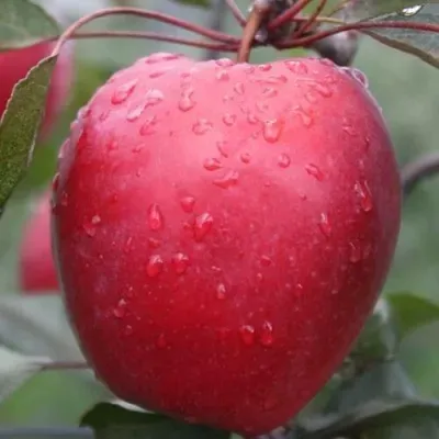 Яблоня СИРЕНА декоративная Яблоня СИРЕНА декоративная