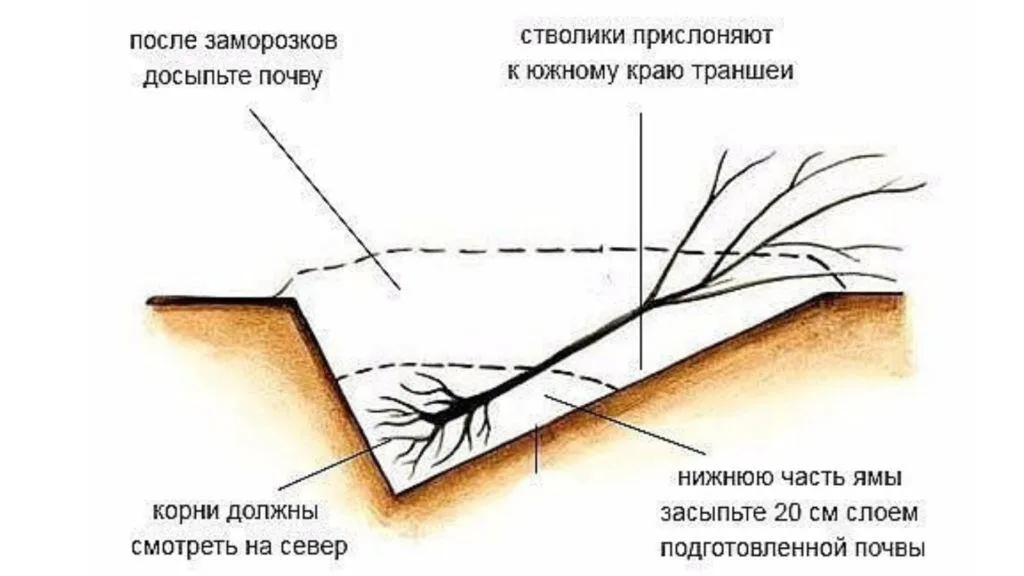 Как хранить саженцы? Как хранить саженцы?