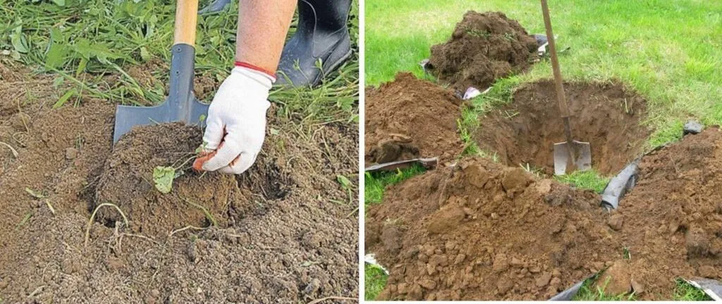 Как посадить саженцы осенью? Как посадить саженцы осенью?