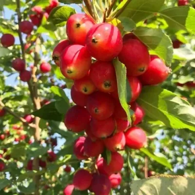 Яблоня КИТАЙКА ДОЛГО декоративная Яблоня КИТАЙКА ДОЛГО декоративная