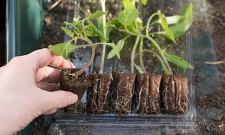 Как мы доставляем саженцы по почте? Как мы доставляем саженцы по почте?