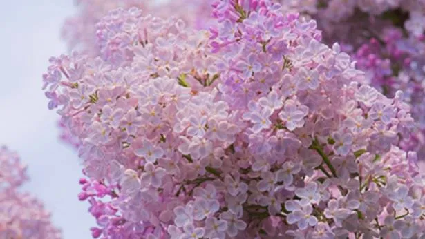 Как и где посадить сирень?  Как и где посадить сирень?