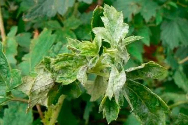 Смородина и ее особенности Смородина и ее особенности