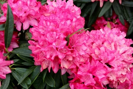 Изменение климата и рододендроны Изменение климата и рододендроны