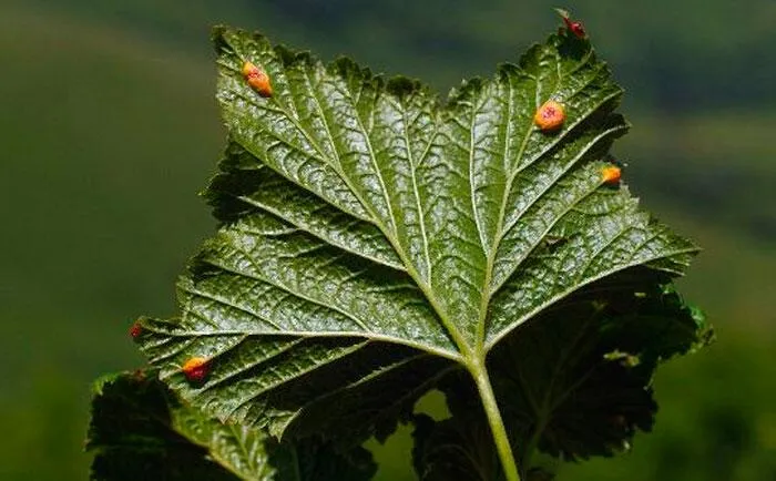 Смородина и ее особенности Смородина и ее особенности