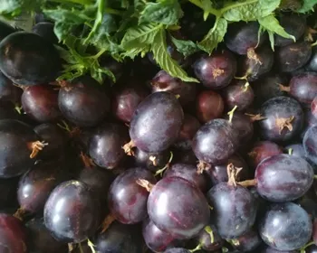 африканец крыжовник африканец крыжовник