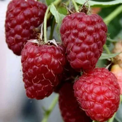 Малина ФЕНОМЕН Малина ФЕНОМЕН