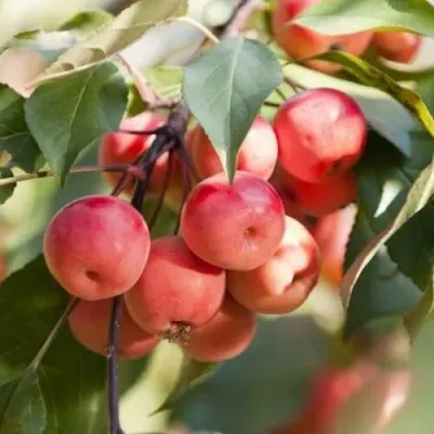 Яблоня ВИШНЕПЛОДНАЯ декоративная Яблоня ВИШНЕПЛОДНАЯ декоративная