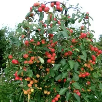 Яблоня ХЮВИНГИЕНЗИС декоративная Яблоня ХЮВИНГИЕНЗИС декоративная