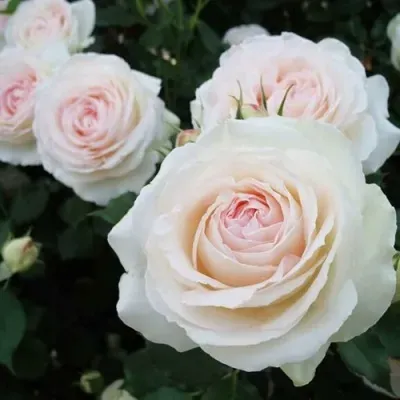 Роза ПАЛЕ РОЯЛЬ плетистая Роза ПАЛЕ РОЯЛЬ плетистая