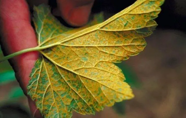 Смородина и ее особенности Смородина и ее особенности