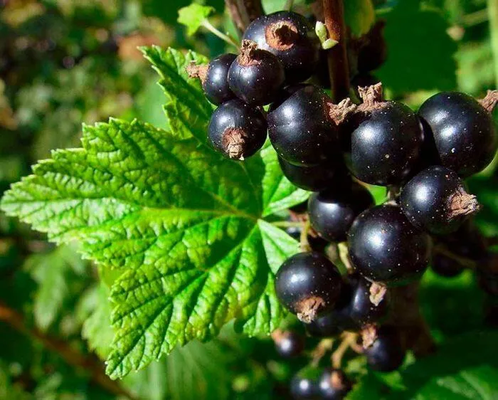 Смородина и ее особенности Смородина и ее особенности