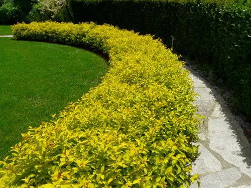 Живая изгородь Живая изгородь