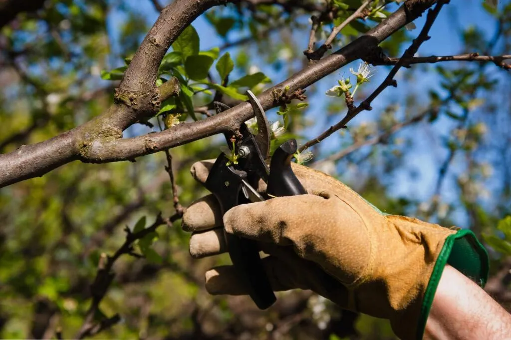 Обновление кроны вишни и черешни Обновление кроны вишни и черешни