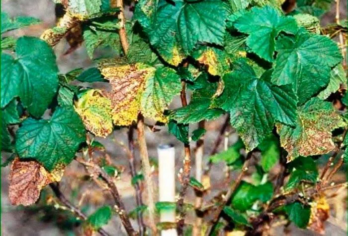 Смородина и ее особенности Смородина и ее особенности