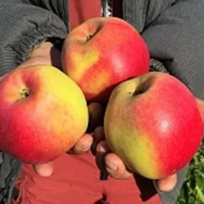 Яблоня СОКОЛОВСКОЕ стелющаяся Яблоня СОКОЛОВСКОЕ стелющаяся