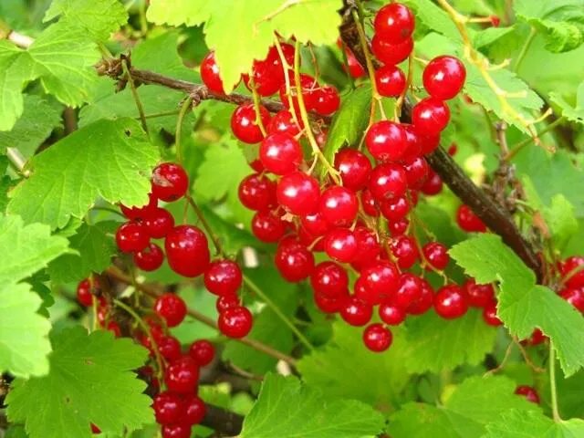 Смородина и ее особенности Смородина и ее особенности