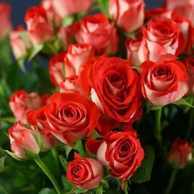 Роза ЗОДИАК спрей Роза ЗОДИАК спрей