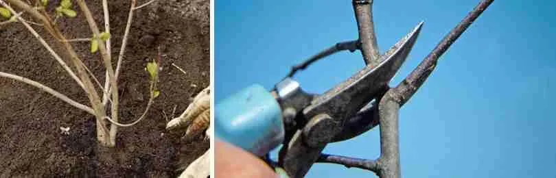 Как правильно обрезать саженцы?  Как правильно обрезать саженцы?