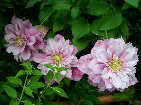 Клематис для вашего сада Клематис для вашего сада