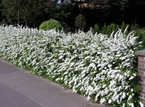 Живая изгородь Живая изгородь